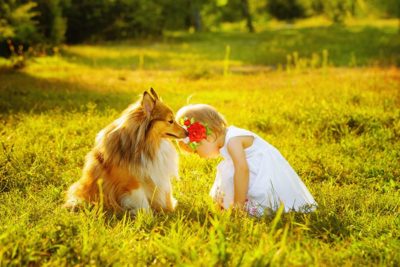 shetland-sheepdog-with-baby-header