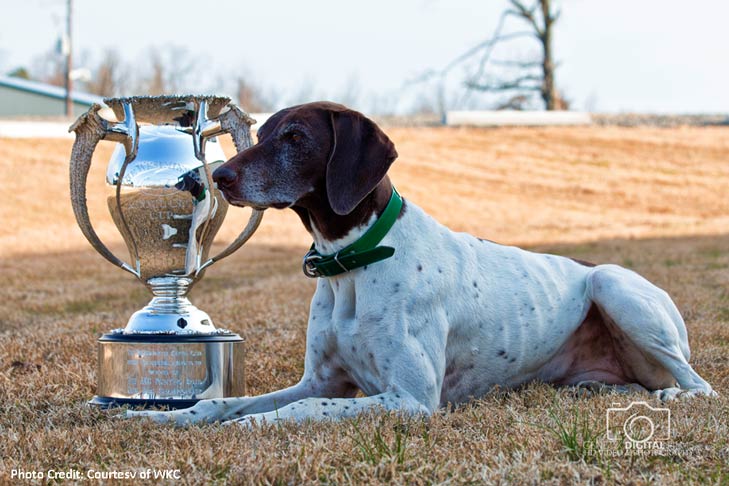 nova gun dog championship winner 2017