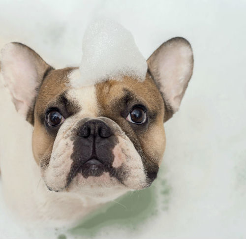 shampoo for wirehaired dogs