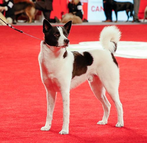 royal canin for mixed breeds