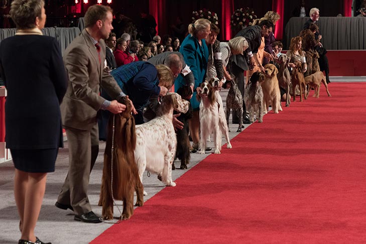 Best of each breed in the Sporting Group; 2017 AKC National Championship presented by Royal Canin, Orlando, FL.