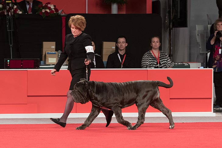 BBE Working Group Fourth, Best of Breed, and Best Bred By in Breed: GCH CH Caledonia Mastini Grazia (Grazie), Neapolitan Mastiff; Working Group judging at the 2017 AKC National Championship presented by Royal Canin, Orlando, FL.