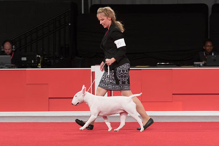 Best of Breed, Winners Bitch, and 1218- -B-1: Formula Auburn Power White Tiger Lady (Nuvie), Bull Terrier (White); 2017 AKC National Championship presented by Royal Canin, Orlando, FL.