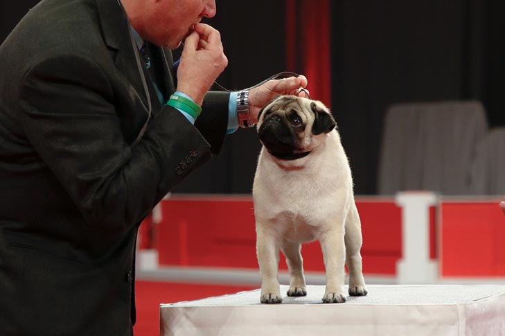 Toy Group Second and Best of Breed: GCHG CH Hill Country's Puttin' On The Ritz (Biggie), Pug; Toy Group judging at the 2017 AKC National Championship presented by Royal Canin, Orlando, FL.