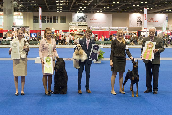 2017 Junior Showmanship Finalists (left to right): Fourth Place: Samantha Van Buren handling GCHB CH Lake Country's Walking On (Chihuahua, Long Coat); Third Place: KayCee Klang handling GCH CH Mon Amies Last Man Standing (Briard); Second Place: Johnathon Wehry handling GCHB CH Cameo Siloet's Gold Coast Legacy (Cocker Spaniel, ASCOB); First Place and Best Junior Handler: Erin LaPlante handling GCH CH Fayek I'll Have Another (Doberman Pinscher).