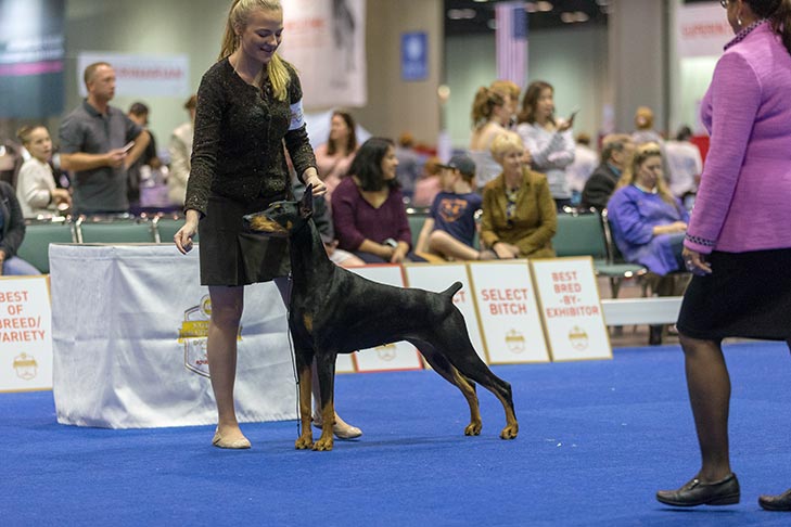 Erin LaPlante handling GCH CH Fayek I'll Have Another (Doberman Pinscher); Junior Showmanship Preliminary One judging at the 2017 AKC National Championship presented by Royal Canin, Orlando, FL.