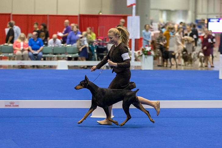 Erin LaPlante handling GCH CH Fayek I'll Have Another (Doberman Pinscher); Junior Showmanship Preliminary One judging at the 2017 AKC National Championship presented by Royal Canin, Orlando, FL.
