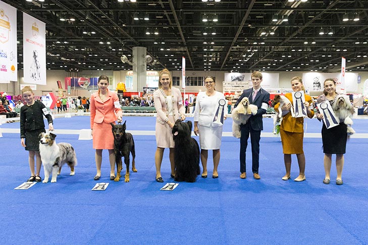 2017 Junior Showmanship Preliminary Two finalists (left to right): Bailey Crader handling GCHS CH Aussbern Premier Ticket Of Myshara (Australian Shepherd), Lydia Zemouri handling Justice Served For Bleu Du Chateau Rocher RN (Beauceron), KayCee Klang handling GCH CH Mon Amies Last Man Standing (Briard), Preliminary Two judge Tammie Sommerson-Wilcox, Johnathon Wehry handling GCHB CH Cameo Siloet's Gold Coast Legacy (Cocker Spaniel, ASCOB), Taylor Schwartz handling a Smooth Fox Terrier, and Emma Black handling GCH CH Bihar's Defying Gravity (Lowchen).