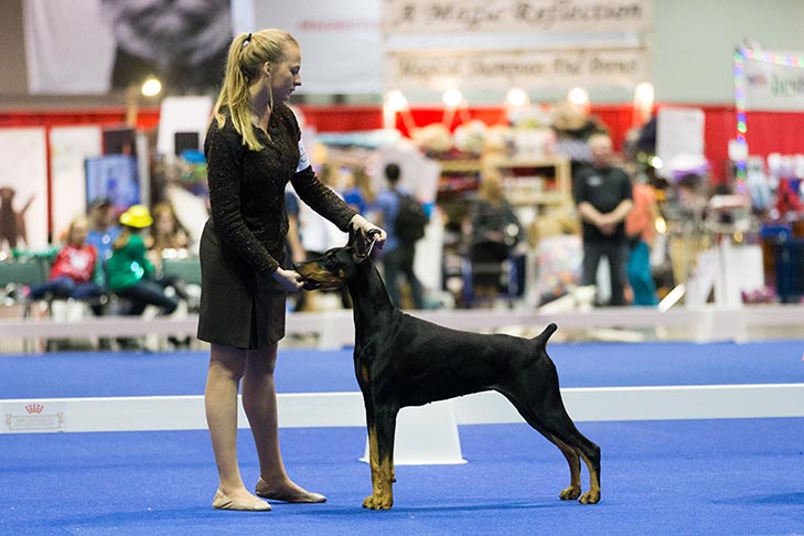 Erin LaPlante handling GCH CH Fayek I'll Have Another (Doberman Pinscher); Junior Showmanship Finals at the 2017 AKC National Championship presented by Royal Canin, Orlando, FL.