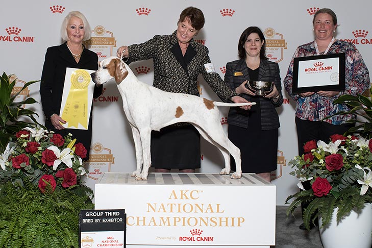Sporting Group Fourth, Bred By Exhibitor Sporting Group Third, Best of Breed, and Best Bred By in Breed/Variety: GCHS CH Oncore Mykyna Tailgate Party, Pointer.