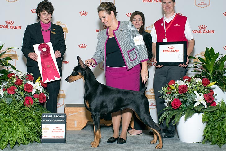 Bred By Exhibitor Working Group Second, Best of Winners, Best Bred By in Breed/Variety, Winners Bitch, and BBE- -B-1: Protocol's I Came I Saw I Sparkled CA (Sparkle), Doberman Pinscher.