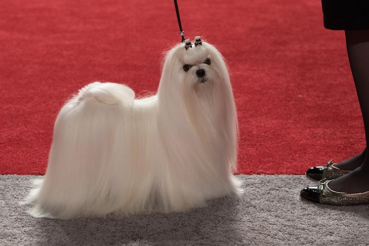 BBE Toy Group First, Best of Breed, Best Bred By in Breed/Variety, and 3rd Award of Excellence: GCHB CH Scylla's Pinball Pin Up Girl, Maltese; Best Bred By Exhibitor in Show judging at the 2017 AKC National Championship presented by Royal Canin, Orlando, FL.