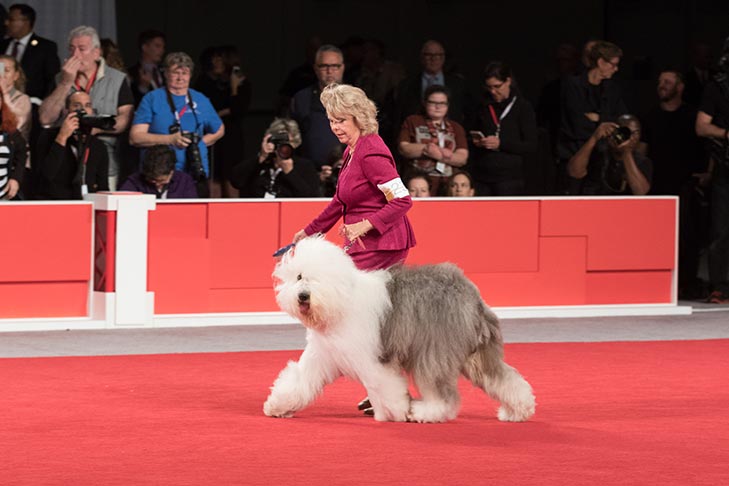 BBE Herding Group First, Best of Opposite Sex, and Best Bred By in Breed/Variety: GCHP CH Lambluv's Sultry Sensation, Old English Sheepdog; Best Bred By Exhibitor in Show judging at the 2017 AKC National Championship presented by Royal Canin, Orlando, FL.
