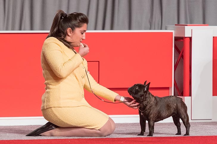 BBE Non-Sporting Group First, Best Bred By in Breed/Variety, and Select Bitch: CH Shady Harbor's Mafia Princess Of Bella Ridge, French Bulldog; Best Bred By Exhibitor in Show judging at the 2017 AKC National Championship presented by Royal Canin, Orlando, FL.
