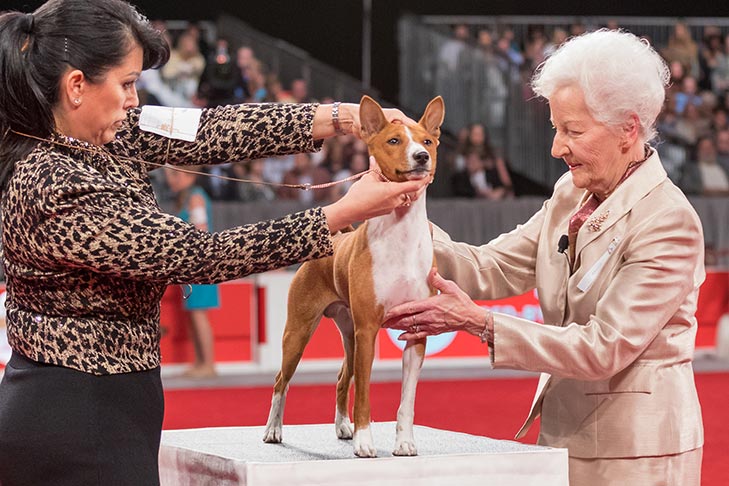 BBE Hound Group First, Best of Breed, and Best Bred By in Breed/Variety: GCHG CH C-Quest Jokuba No Matter What JC CGC TKN, Basenji; Best Bred By Exhibitor in Show judging at the 2017 AKC National Championship presented by Royal Canin, Orlando, FL.