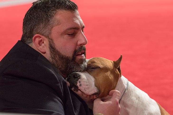 Bred By Exhibitor Terrier Group Second, Best of Breed, and Best Bred By in Breed/Variety: GCH CH Alpine's Lbk Living On The Road DS (Pancho), American Staffordshire Terrier.