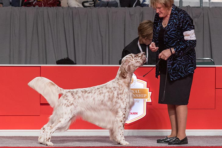Best Bred By Exhibitor in Show, BBE Sporting Group First, Best of Breed, and Best Bred By in Breed/Variety: GCHS CH Wingfield N Chebaco Just So You Know, English Setter; Best Bred By Exhibitor in Show judging at the 2017 AKC National Championship presented by Royal Canin, Orlando, FL.