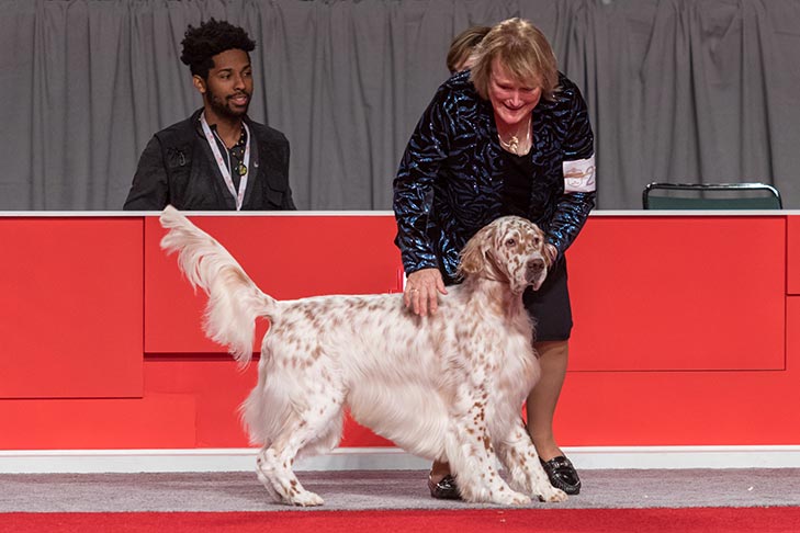 Best Bred By Exhibitor in Show, Bred By Exhibitor Sporting Group First, Best of Breed, and Best Bred By in Breed/Variety: GCHS CH Wingfield N Chebaco Just So You Know, English Setter; Best Bred-By-Exhibitor in Show awards ceremony at the AKC National Championship presented by Royal Canin, Orlando, FL.