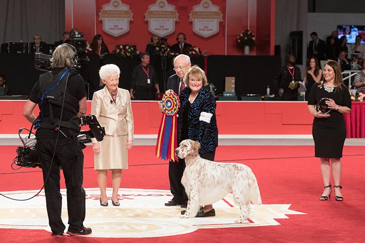 Best Bred By Exhibitor in Show, Bred By Exhibitor Sporting Group First, Best of Breed, and Best Bred By in Breed/Variety: GCHS CH Wingfield N Chebaco Just So You Know, English Setter; Best Bred-By-Exhibitor in Show awards ceremony at the AKC National Championship presented by Royal Canin, Orlando, FL.