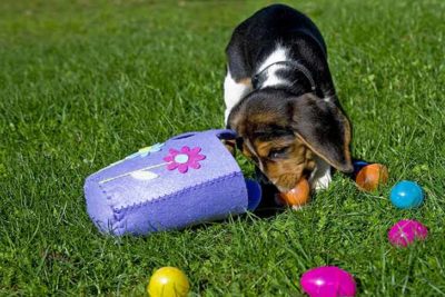 beagle-puppy-easter-egg-hunt-header
