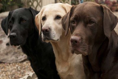 labs-in-all-three-colors
