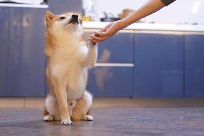 shiba-inu-giving-paw-in-kitchen-header