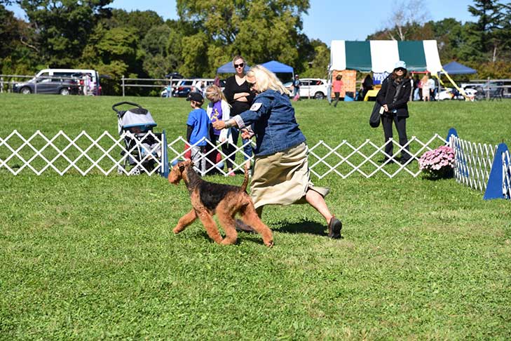 AKC Dog Shows Benefit Your Local 