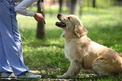 golden-retriever-puppy-sit-and-stay-header