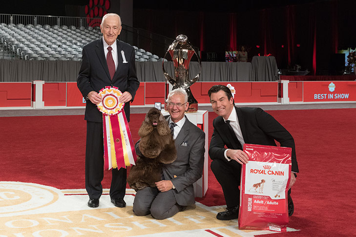 Best in Show, Sporting Group First, and Best of Breed: GCHP CH Silverhall Strike Force (Striker), Cocker Spaniel ASCOB; 2017 AKC National Championship presented by Royal Canin, Orlando, FL.