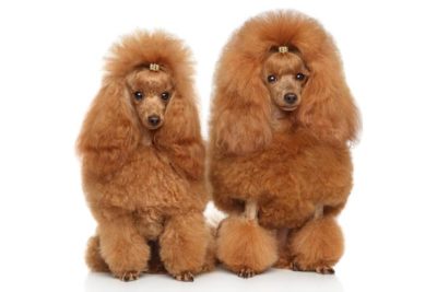 Poodle (Toy)