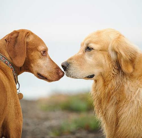 The Dog A Natural History Book Review A Portrait Of Man S Best Friend