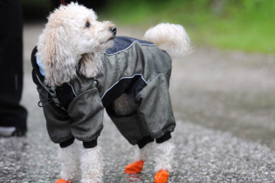 Poodle with Rubber Rain boots and Rainjacket