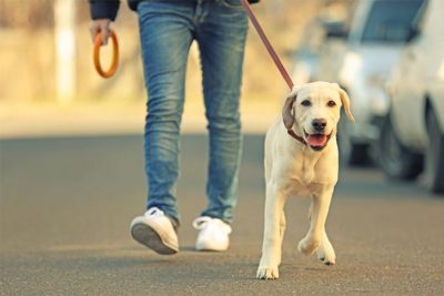 Owner and yellow Labrador Retriever walking on the side of a street.