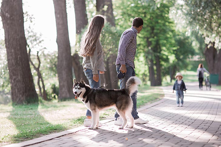 Couple with a young child walking a Siberian Husky.