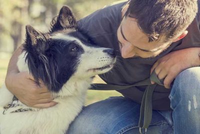 dog-trauma-header