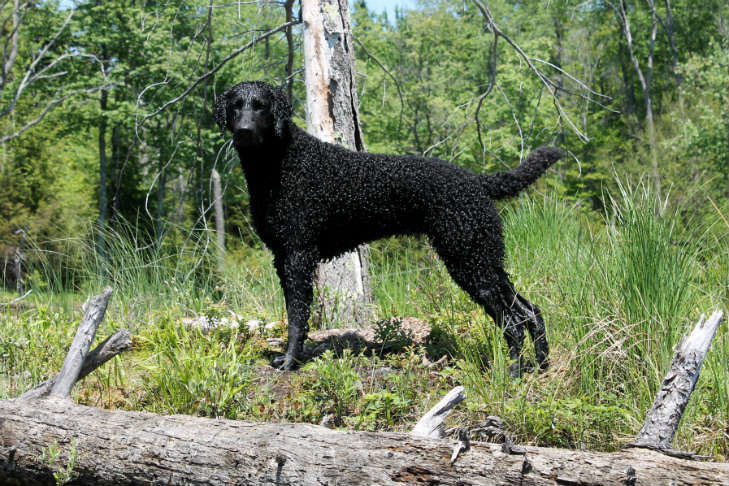 breeder-spotlight-curly-coated-retrievers