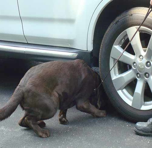 russian bomb sniffing dogs