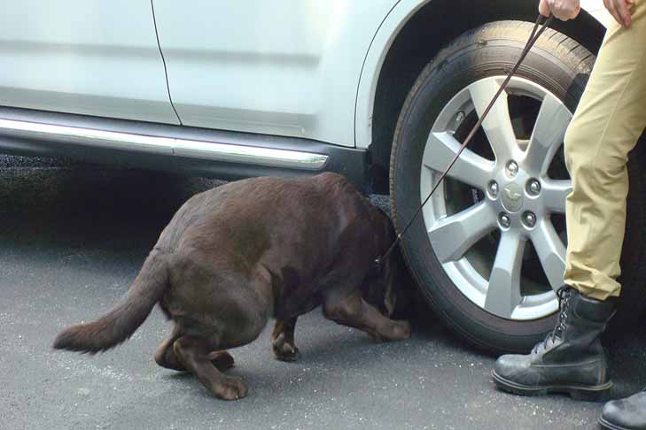 dog-detection-work