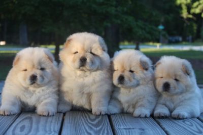 akc breeder of merit