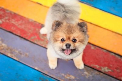 Pomeranian standing on rainbow colored wood.