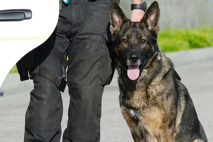 officer-working-dog-hero