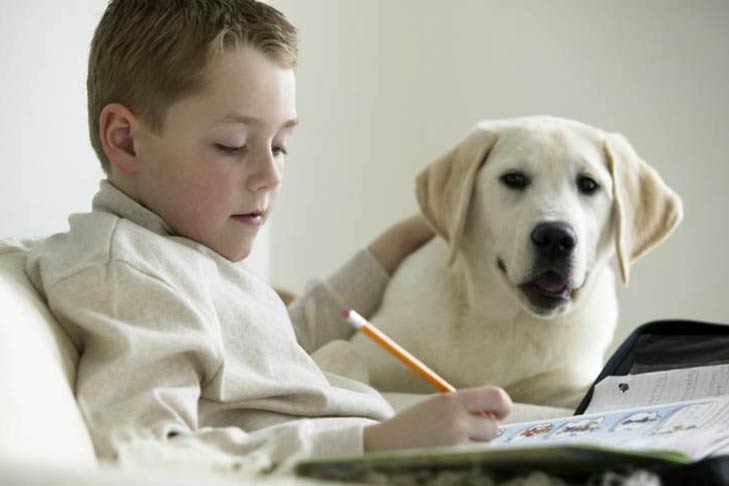 Yellow Labrador Retriever and Boy Doing Homework