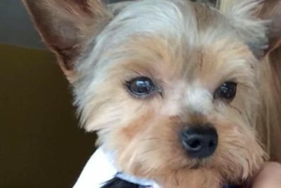 national lost dog awareness day