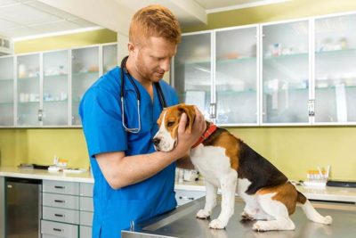 veterinary examing cute beagle dog at clinic