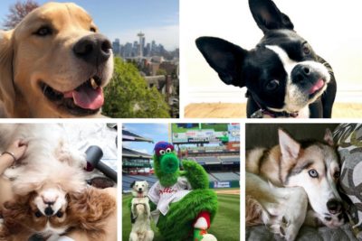 dog stars