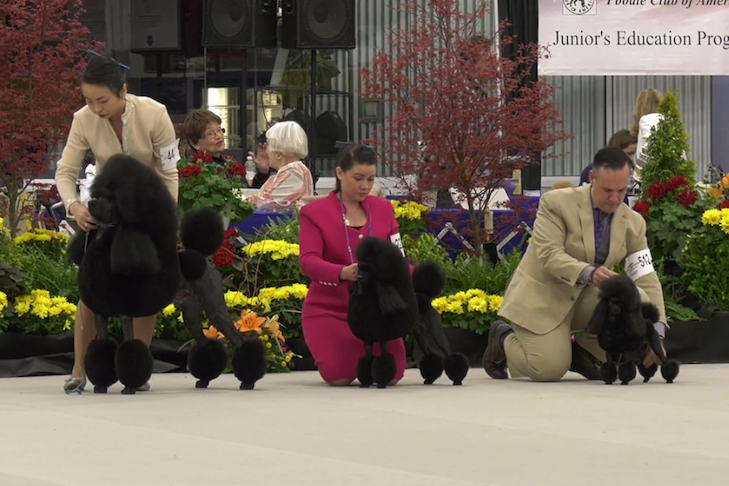 akc live