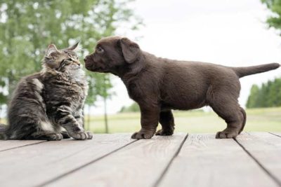 puppy-with-cat-header