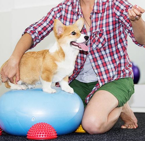 pet obedience school near me