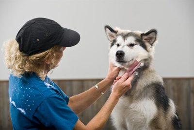 dog fur