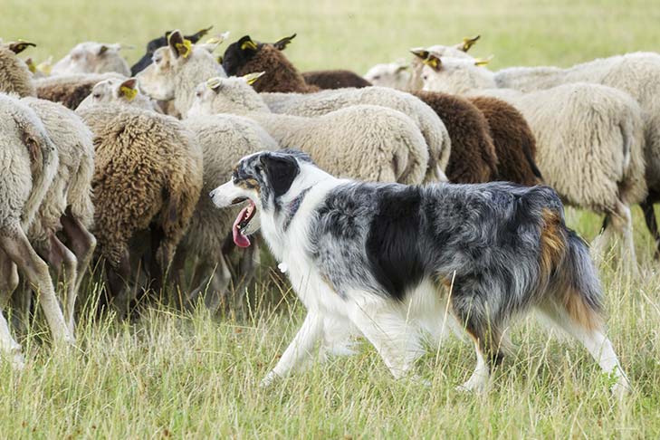 Australian Shepherds were bred to herd. While not all Australian Shepherds today work on the farm, they will still exhibit an impulse to herd.